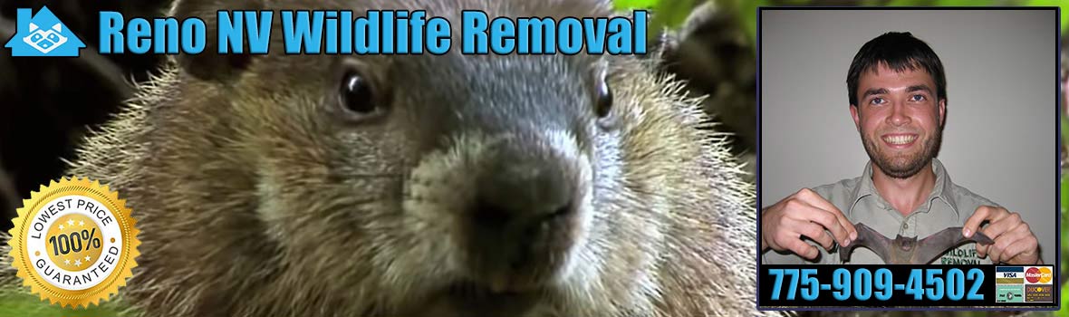 Cold Springs Pest Animal